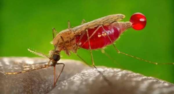 Почему комаров одни люди привлекают чаще, чем другие